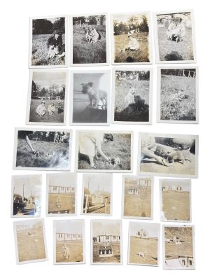 Lot Photo Nurse + Chien 1945 WWII
