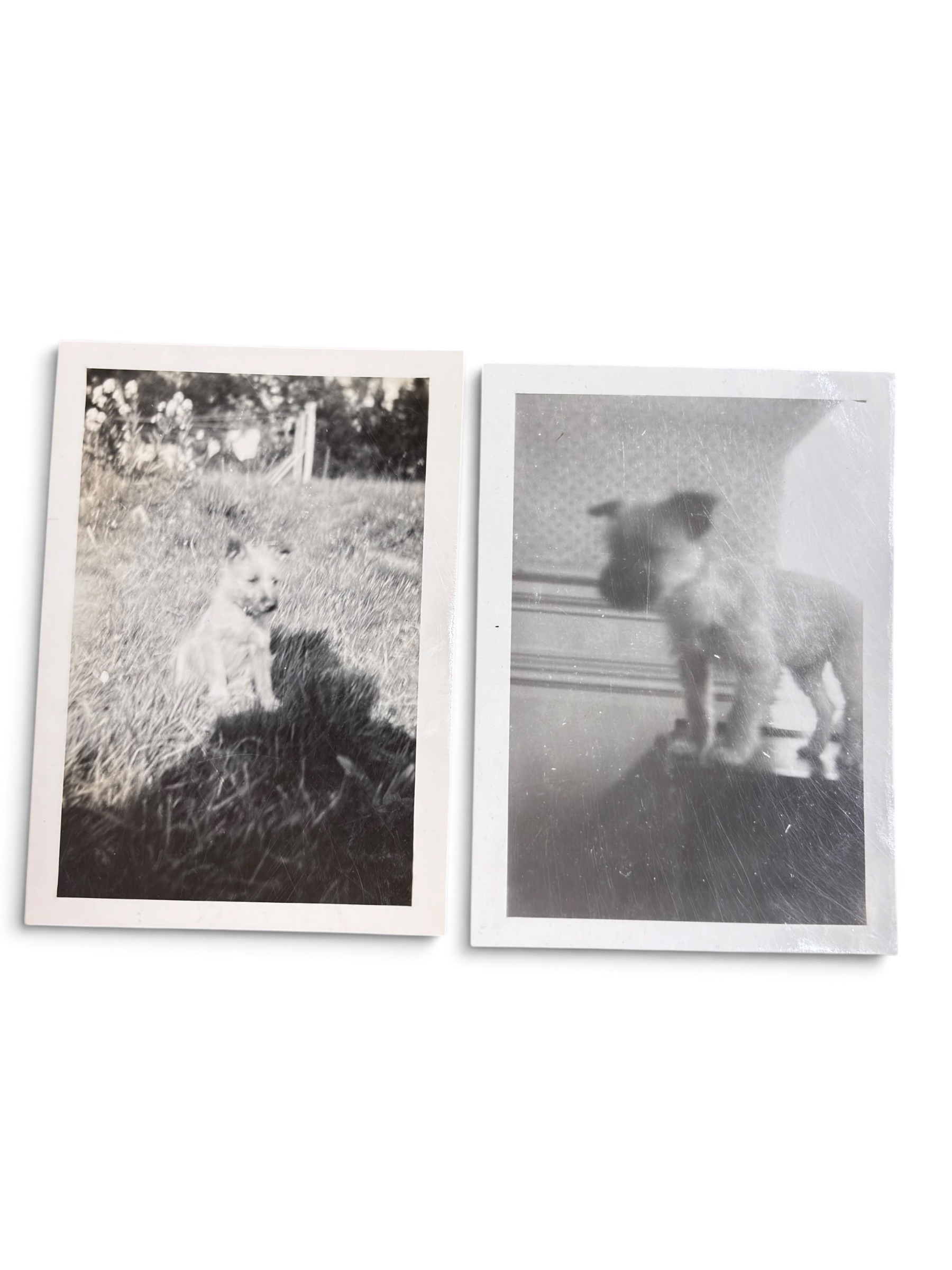 Lot Photo Nurse + Chien 1945 WWII – Image 14