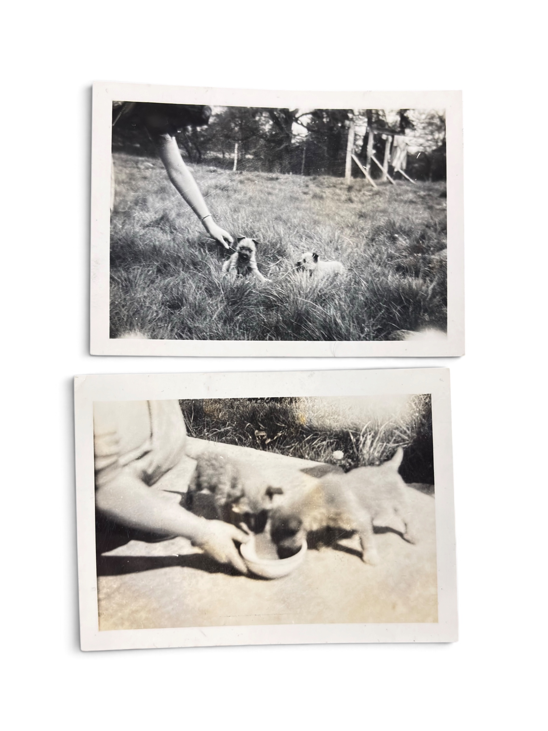 Lot Photo Nurse + Chien 1945 WWII – Image 16