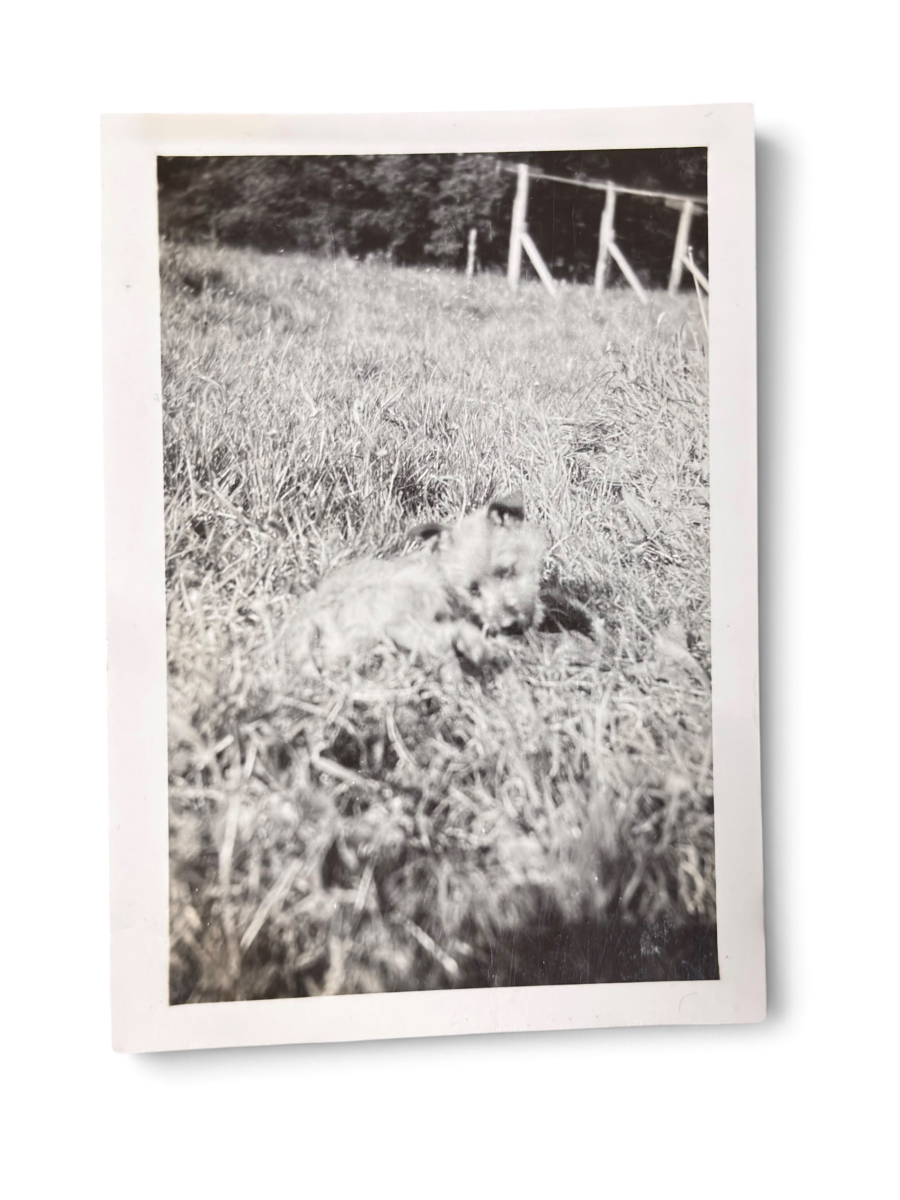 Lot Photo Nurse + Chien 1945 WWII – Image 18