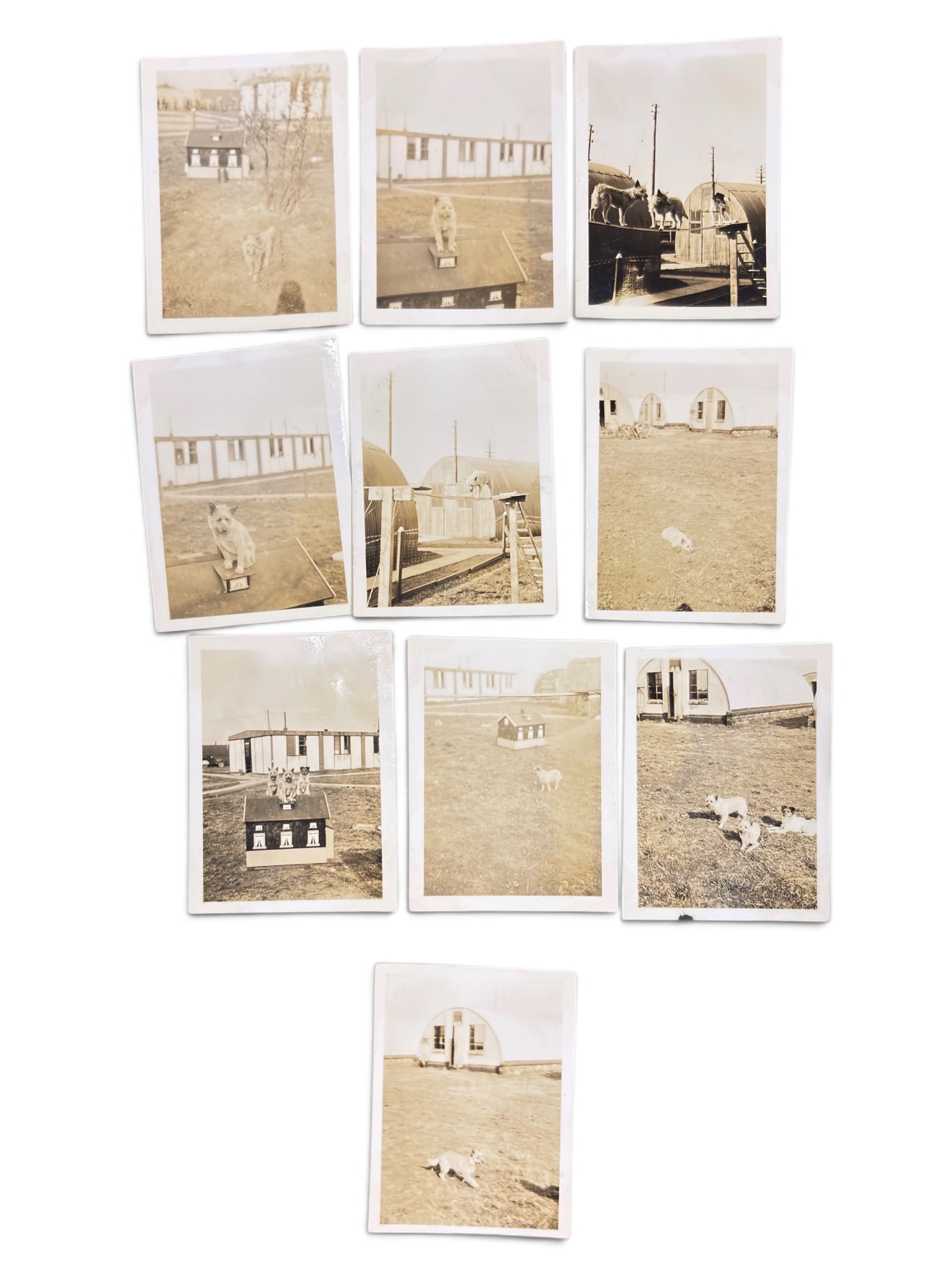 Lot Photo Nurse + Chien 1945 WWII – Image 20